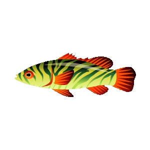 Green Tiger Basslet